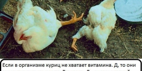 Zašto pileće noge ne uspijevaju: kako liječiti i šta učiniti